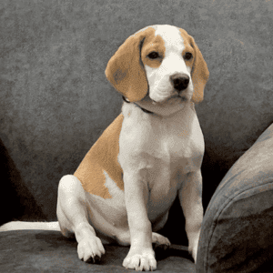 Bemutatjuk Ginjert, egy energikus 6 hónapos Beagle kölyökkutyát, aki minden játékos pillanatában sugározza a Pet Power-t. Lelkesedése kötél játékok és teniszlabdák iránt ragályos, örömöt hoz tulajdonosának, Jahnavinak, a Talent Acquisition Business Partner-nek. Ginger szeretett természete úgy ragyog, mikor ölébe ül és izgatottan várja a játszóidőt, de merész vonala felbukkan állandóan ugató igényével, ha egy megmentett játék kerül a kanapé alá, vonzerővel bővítve ellenállhatatlan személyiségét.